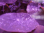 Purple Rain