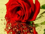 Red Rose