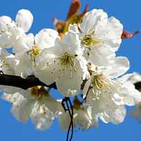 White Cherry Blossoms