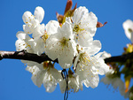 White Cherry Blossoms