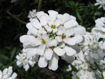 White flower