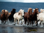 wild horses