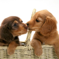 Miniature Dachshund Puppies