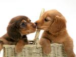 Miniature Dachshund Puppies