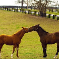 Thoroughbred Kissing
