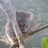 Victorian koala