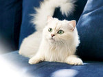 White Angora Cat