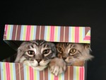 Maine Coon Cats in Giftbox