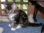 Silver Tabby Maine Coon Kitten