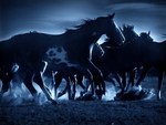 Moonlight Horses
