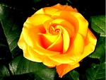 Yellow Rose