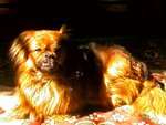pekingese