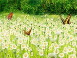 Field of Daisies