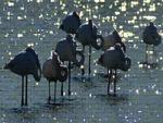 Flamingos