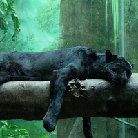 Sleeping Panter