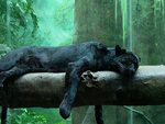 Sleeping Panter