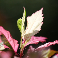 Purple,orchid,nature,flower