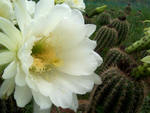 Cactus Flower