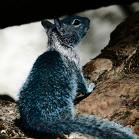 Blue Squirrel
