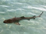 Juvenile Lemon Shark