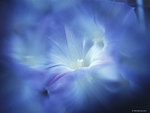 Blue Flower