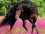 Horse on fuschia field