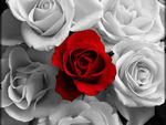White N Red Roses