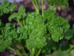 Parsley