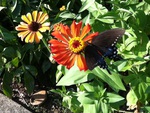 Butterfly on Flower