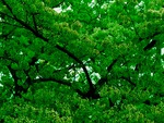Nice green Tree