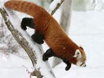 Red Panda