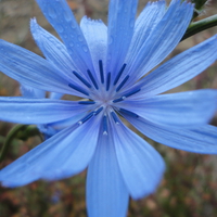 Little blue flower