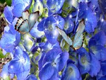 Blue Hydrangea Blue Butterflies