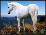White horse