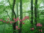 Misty Spring Forest