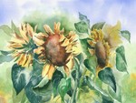 Sunflowers Waning