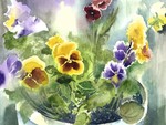 Potted Pansies