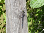 Black And White Dragonfly