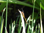 Orange Dragonfly
