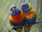 Pair of Rainbow Lorikeet Australia