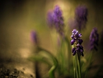 Muscari