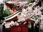 Temple Sakura