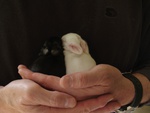 Baby bunnies Safe in Loving hands