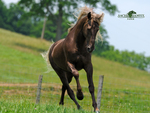 Rocky Mountain Horse Running