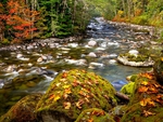 AUTUMN FOREST STREAM
