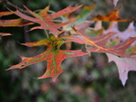 Autumn oak