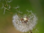 dandelion in the wind
