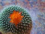 Cactus Flower