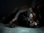 black kitten