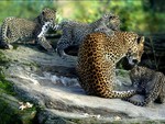 The Leopard Family (For Ramya)